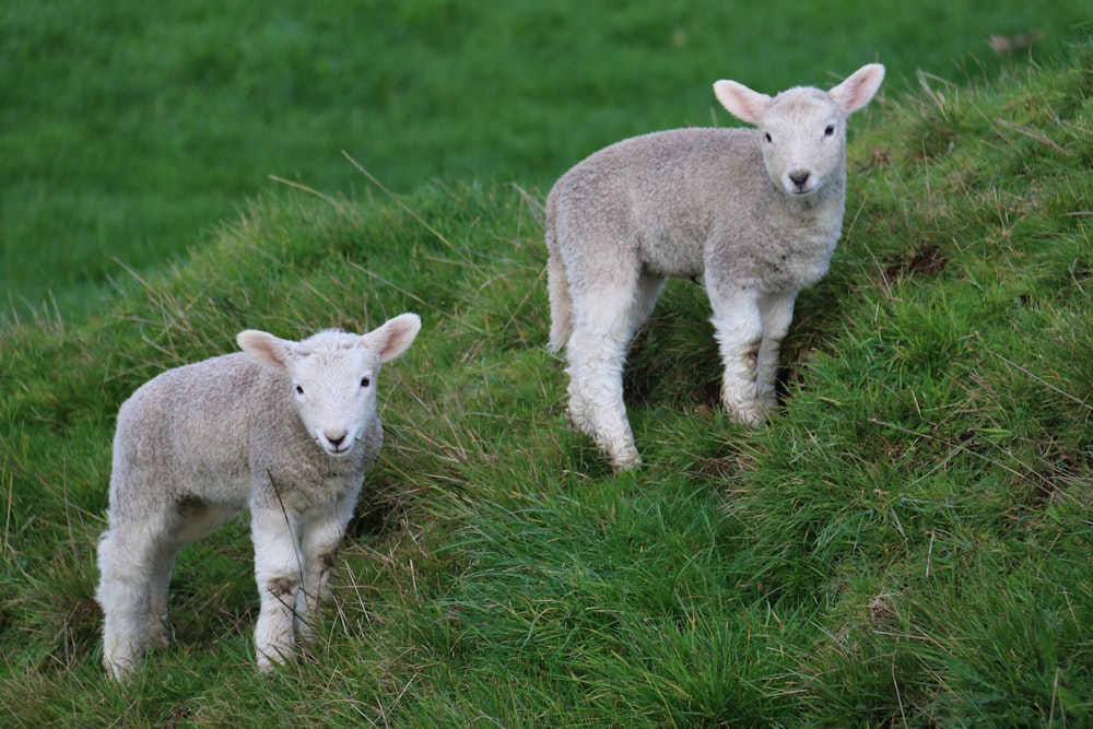 white sheep on green grass field during daytime