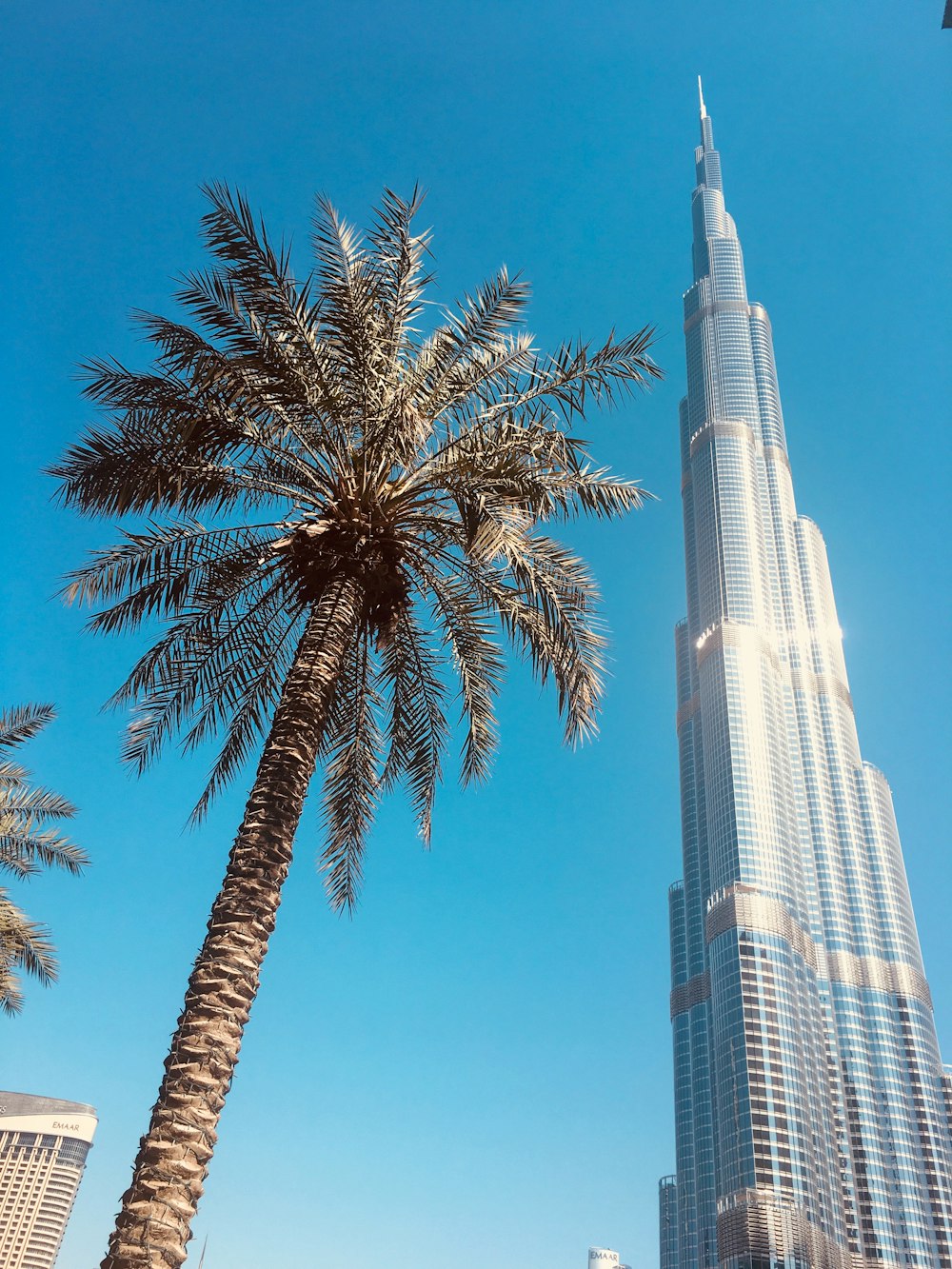 green palm tree near white high rise building during daytime