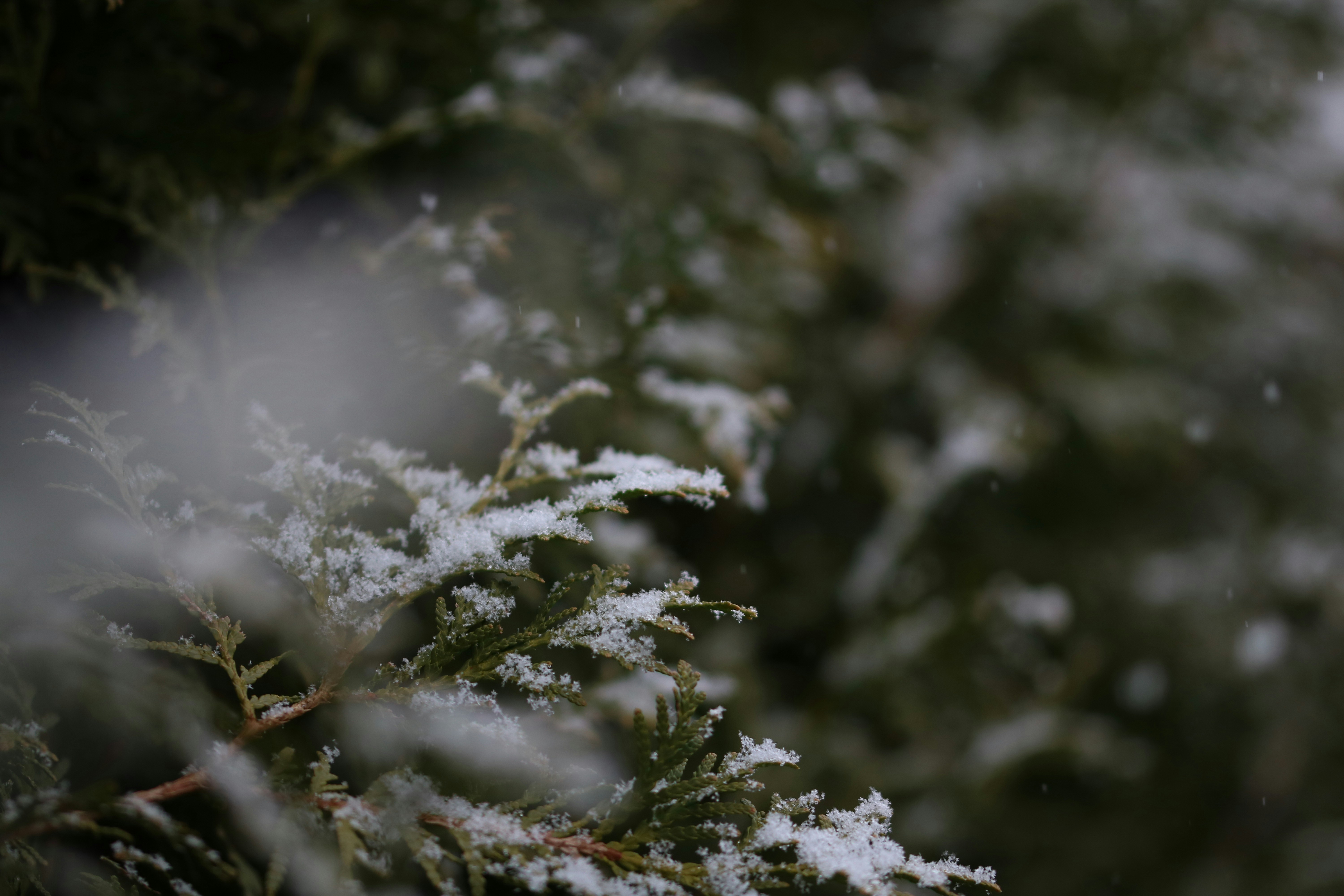 Photo by diemitdemuniontrikot