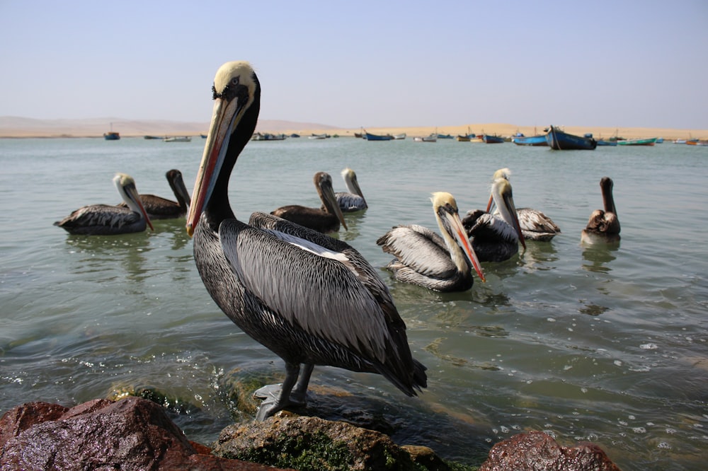 pelican on water during daytime