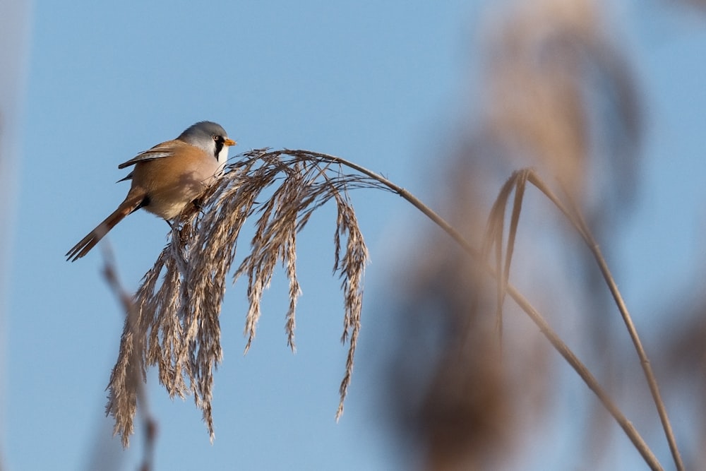 brown and white bird on brown tree branch during daytime