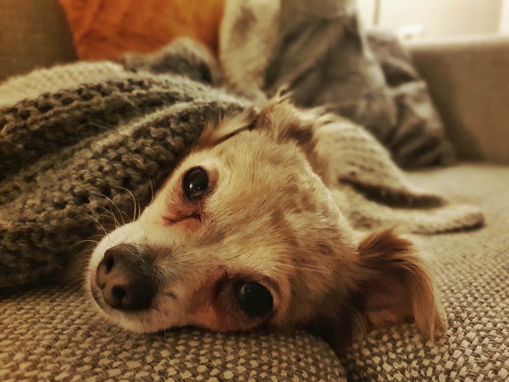 white and brown chihuahua lying on gray textile