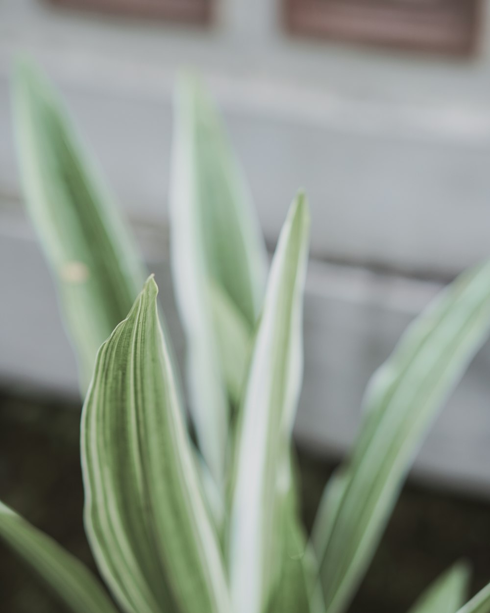 green plant in brown pot