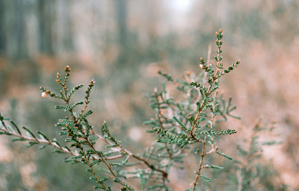 brown and green plant during daytime