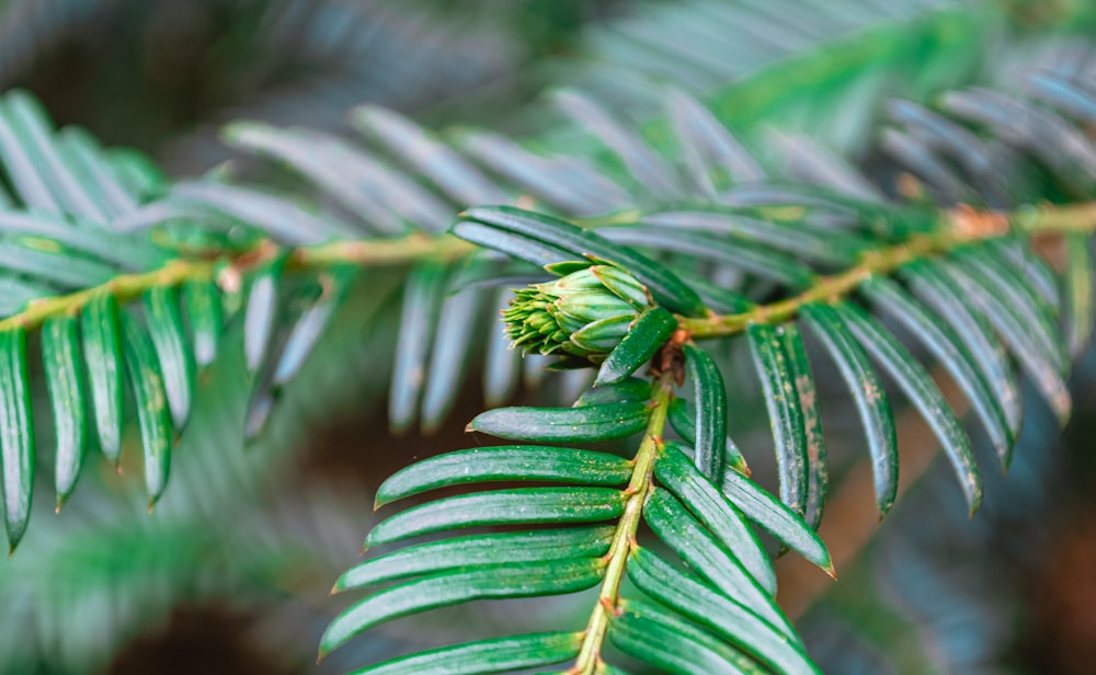 green leaf plant in close up photography