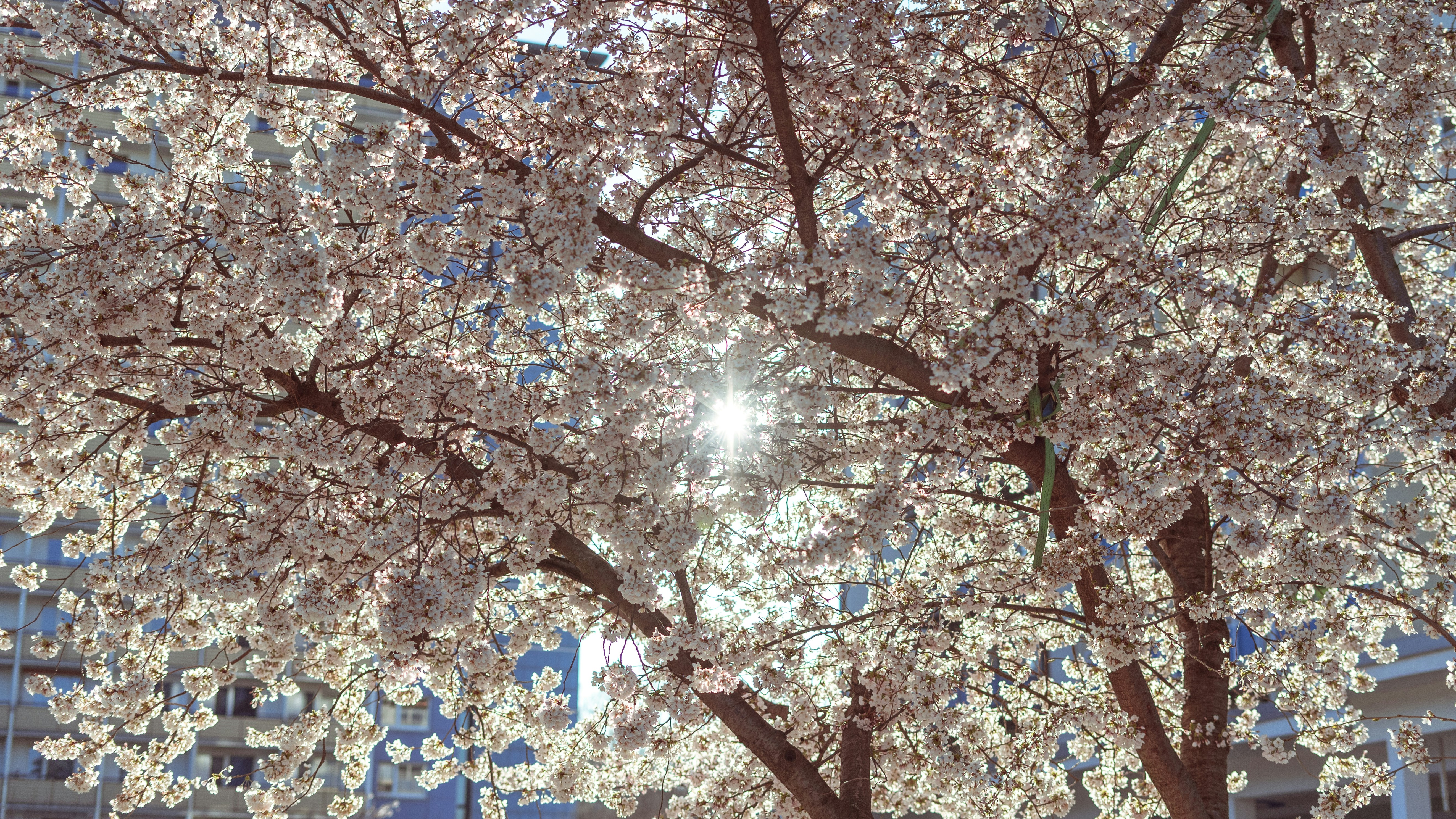 brown and white leaves on tree