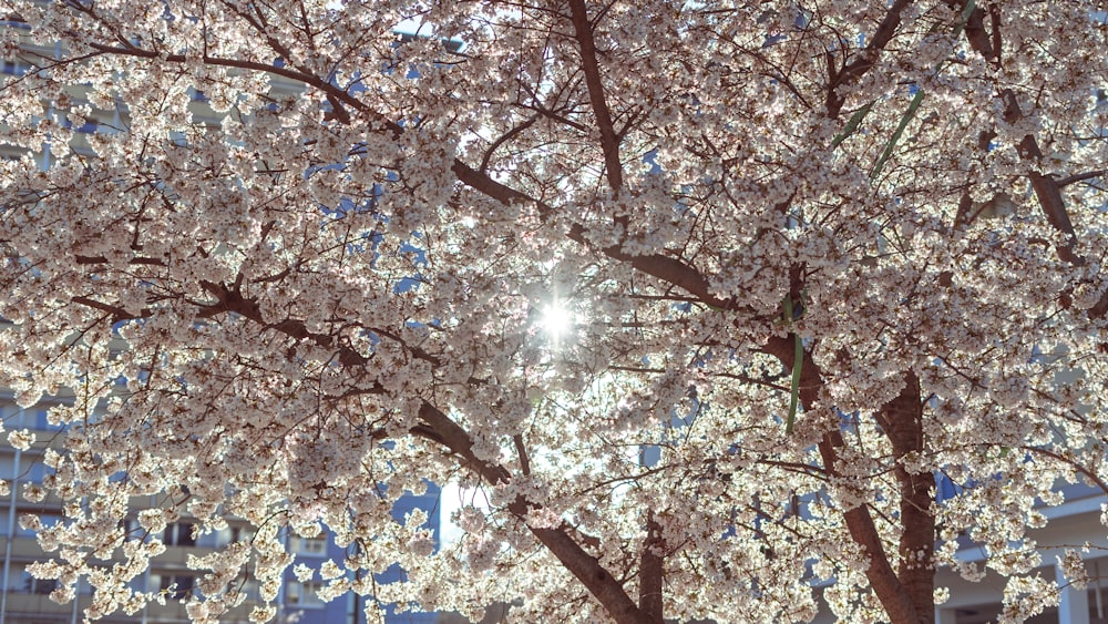 brown and white leaves on tree