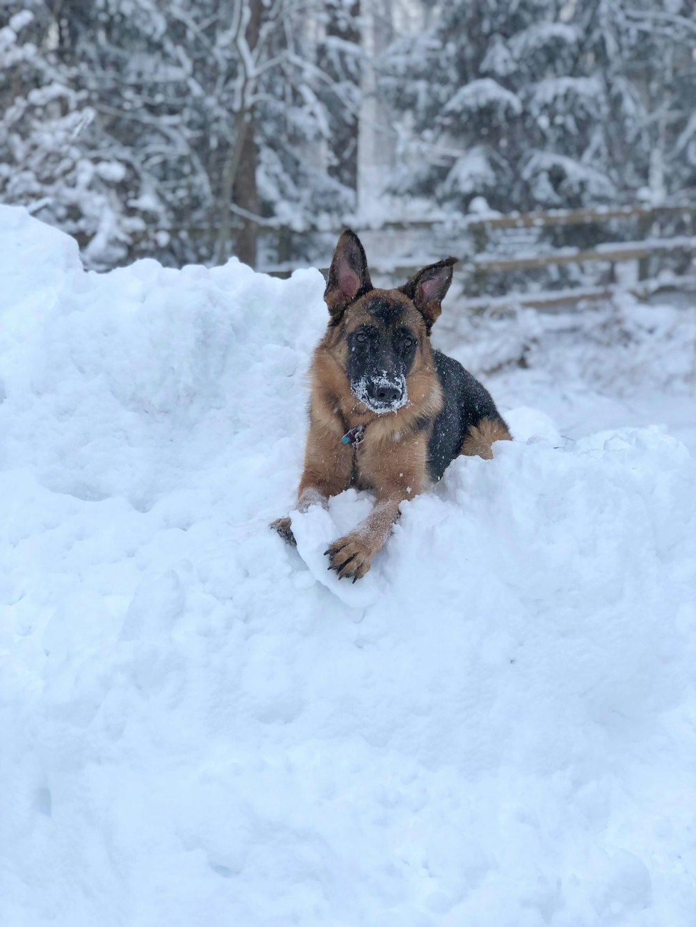 black and tan german shepherd sitting on snow covered ground during daytime