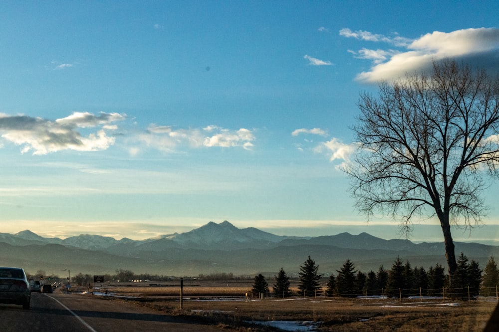 bare trees near mountain under blue sky during daytime