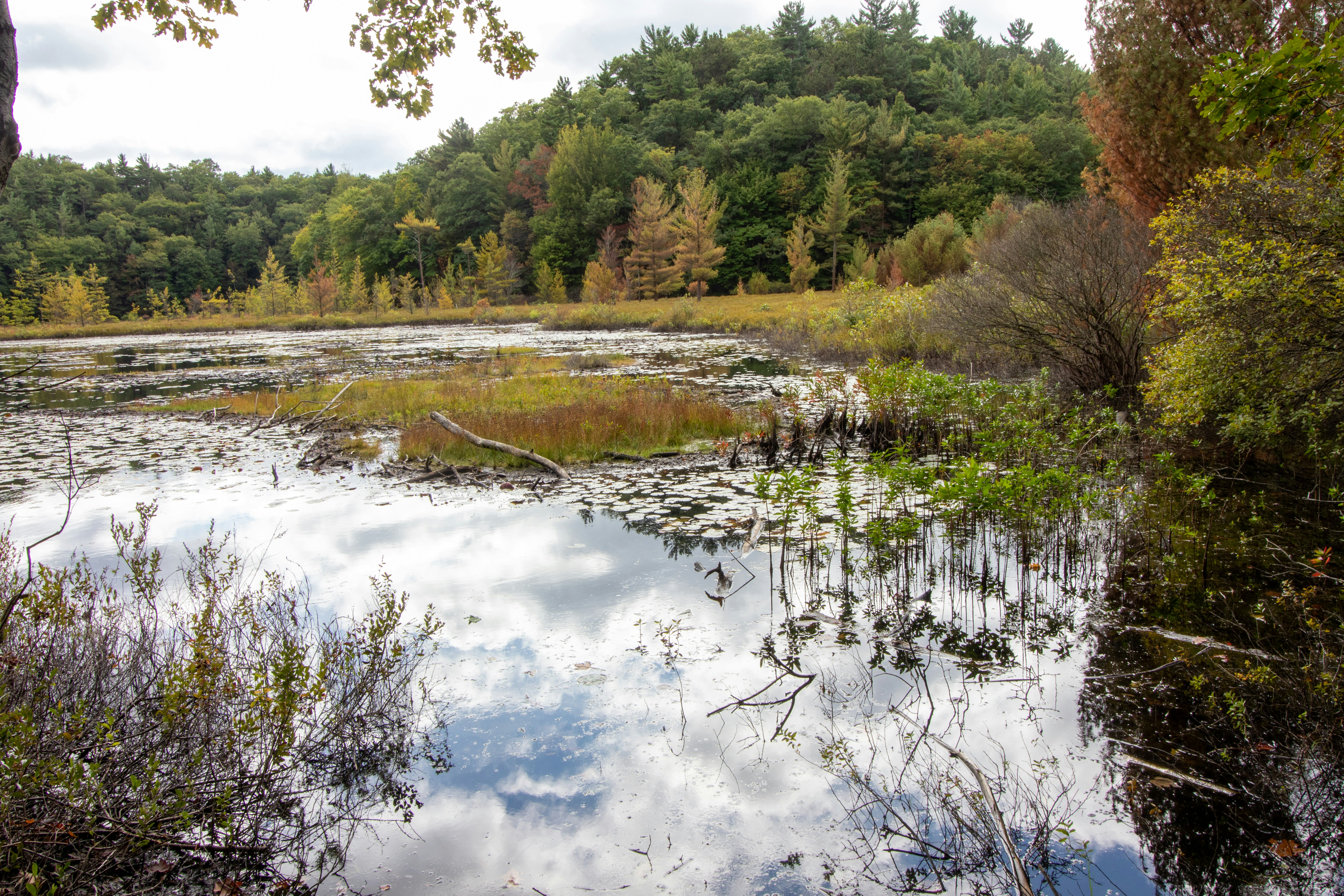 green trees beside river under white clouds and blue sky during daytime