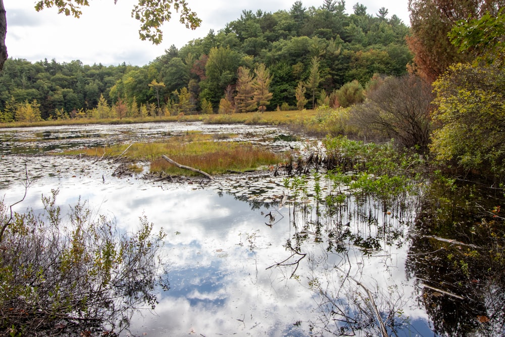 green trees beside river under white clouds and blue sky during daytime