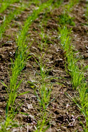 Young sugarcane plants sprouting green and healthy from rich, dark soil.