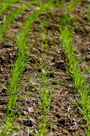 Rows of young green plants emerging from the soil create a pattern of fresh growth. The earth is dark and rich, suggesting a fertile environment, with the plants displaying vibrant green hues against the brown dirt.