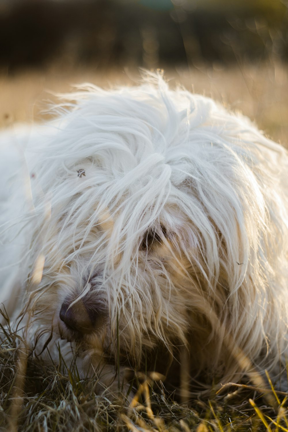 Petit chien blanc à poil long photo – Photo Gris Gratuite sur Unsplash
