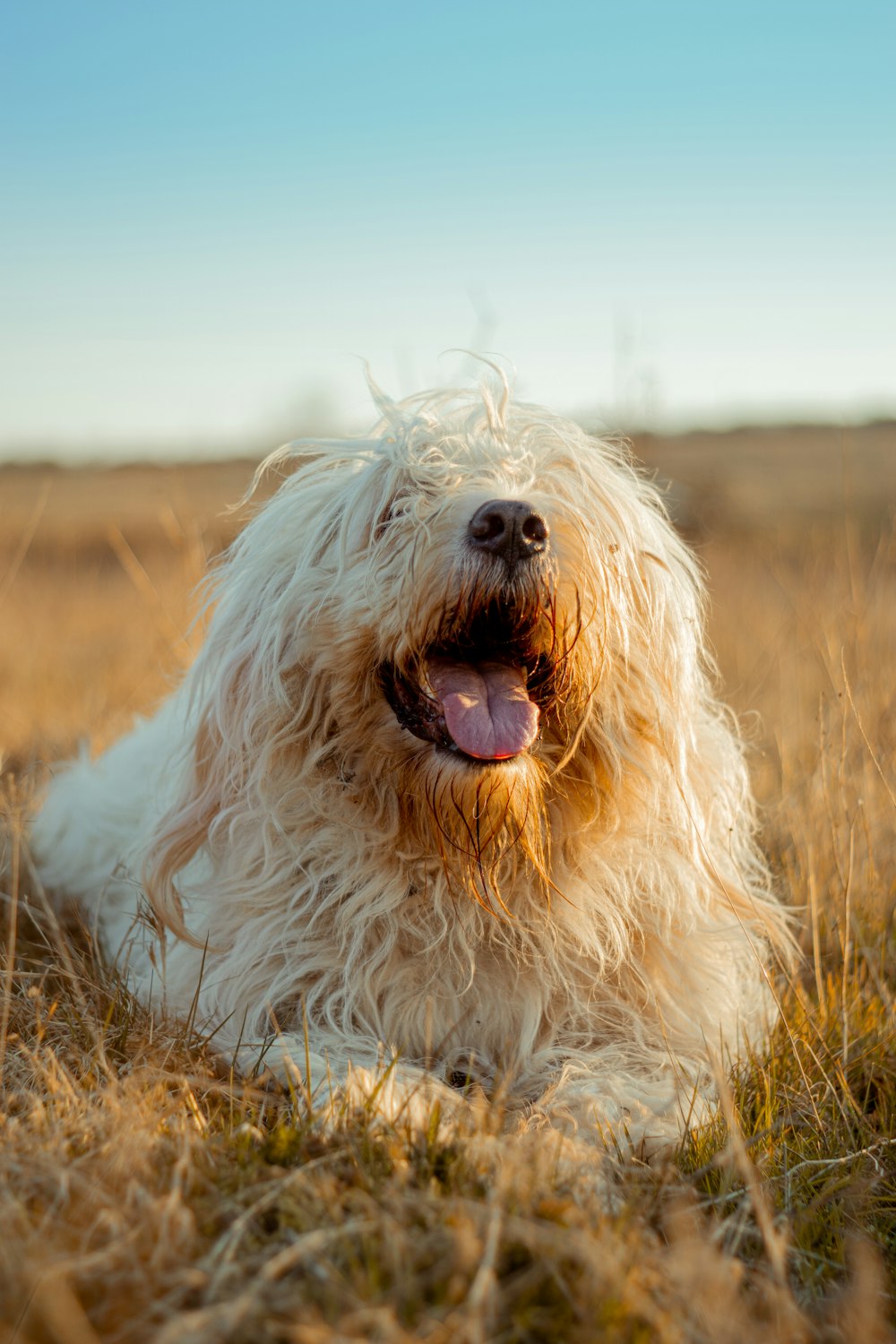 white long coated dog on brown grass field during daytime