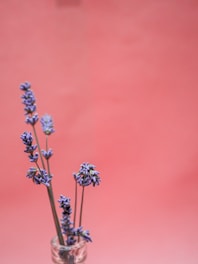 Soft lavender and handwriting elements blending gently into a minimalist background