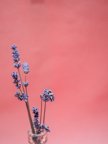 Soft lavender and handwriting elements blending gently into a minimalist background