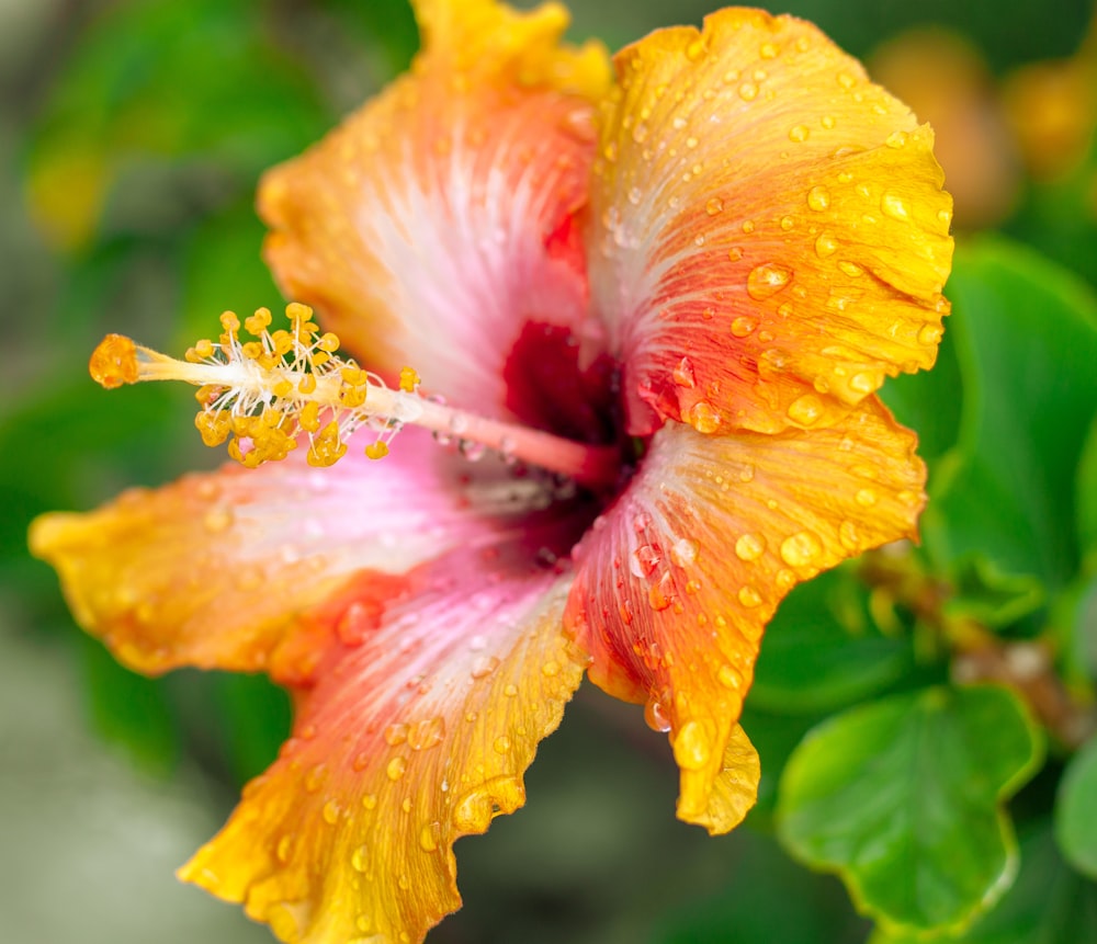 Hibisco amarillo en flor durante el día