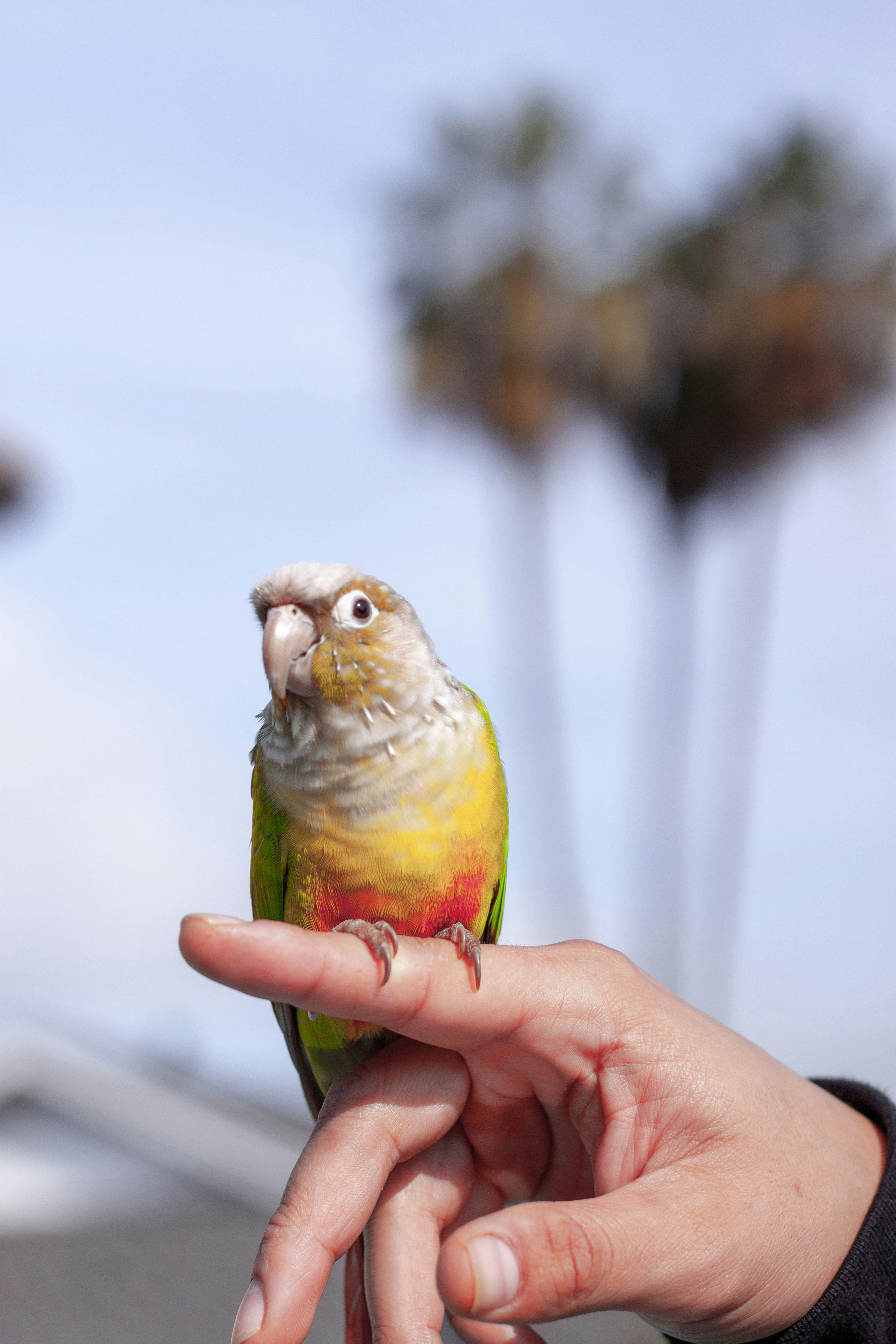 人の手に緑と黄色の鳥