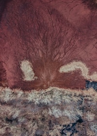 A satellite view overlay showing AI analysis cross-referencing forest canopy changes with ground sensor data.