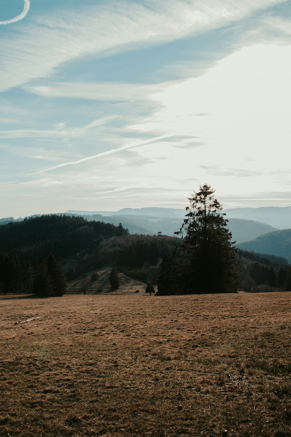 green pine tree on brown field under white clouds and blue sky during daytime