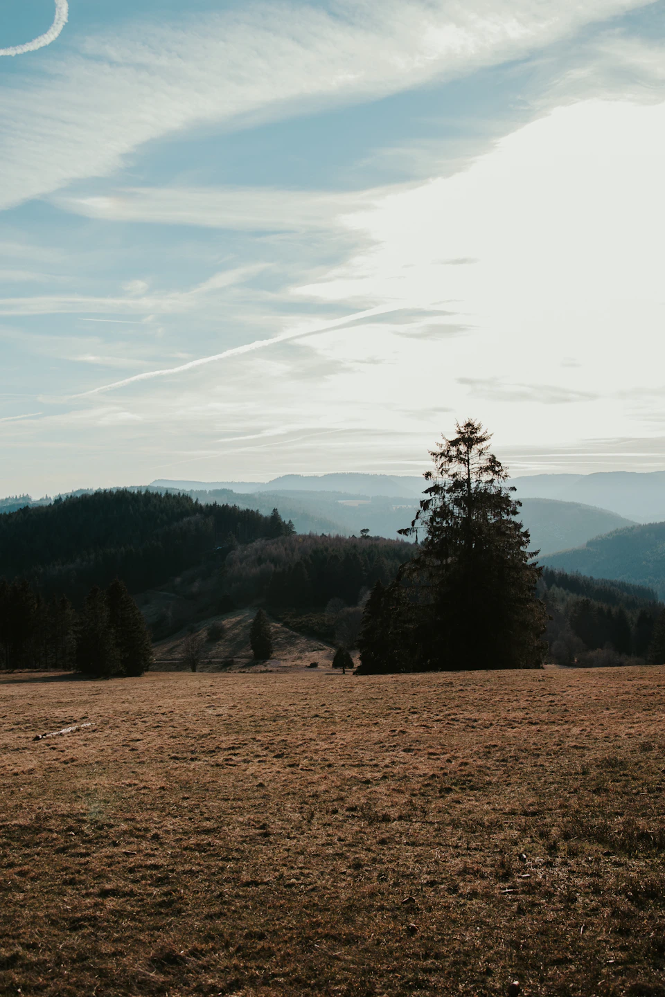Tall, dark green pine tree stands alone on a hilltop in a serene landscape