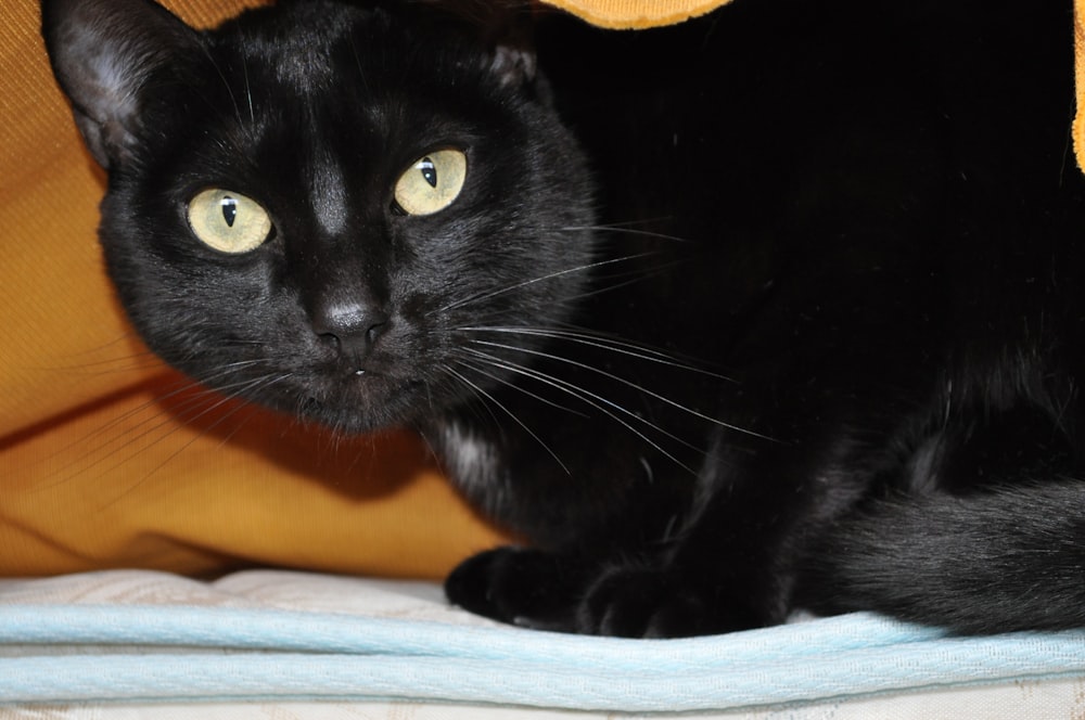 black cat lying on white textile