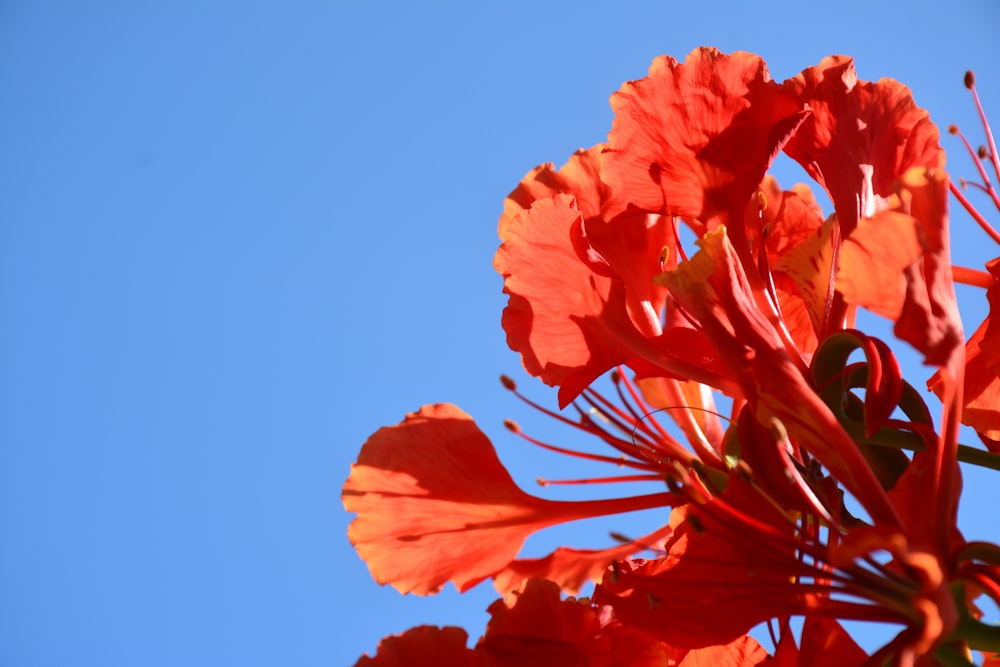 푸른 하늘에 붉은 단풍 나무 잎