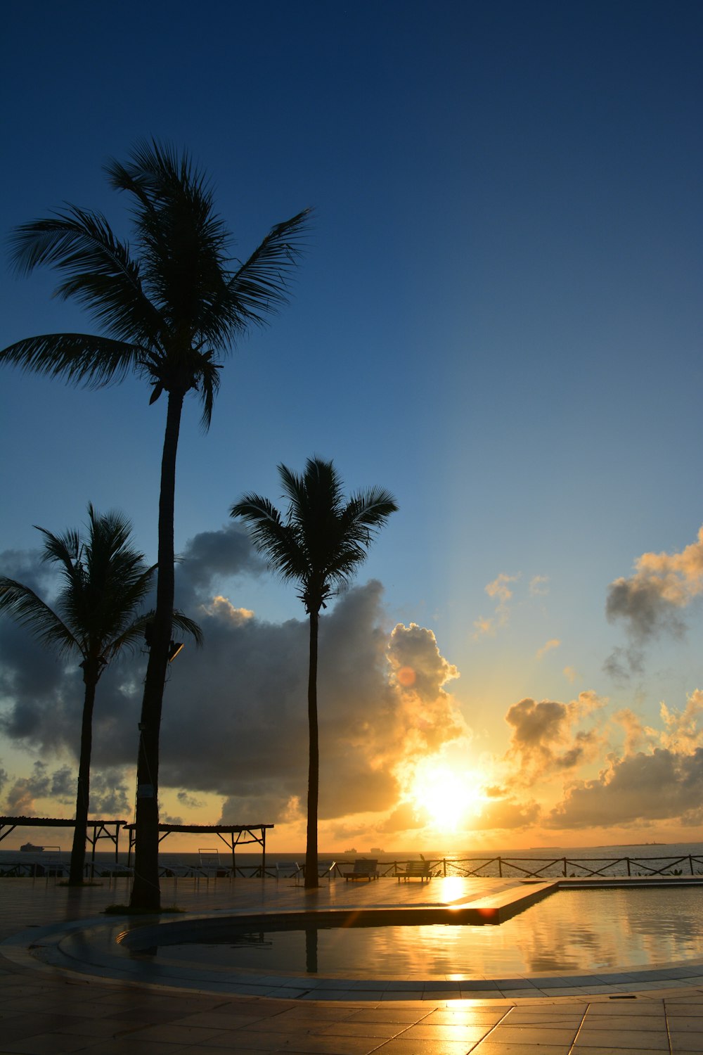 palm tree during golden hour