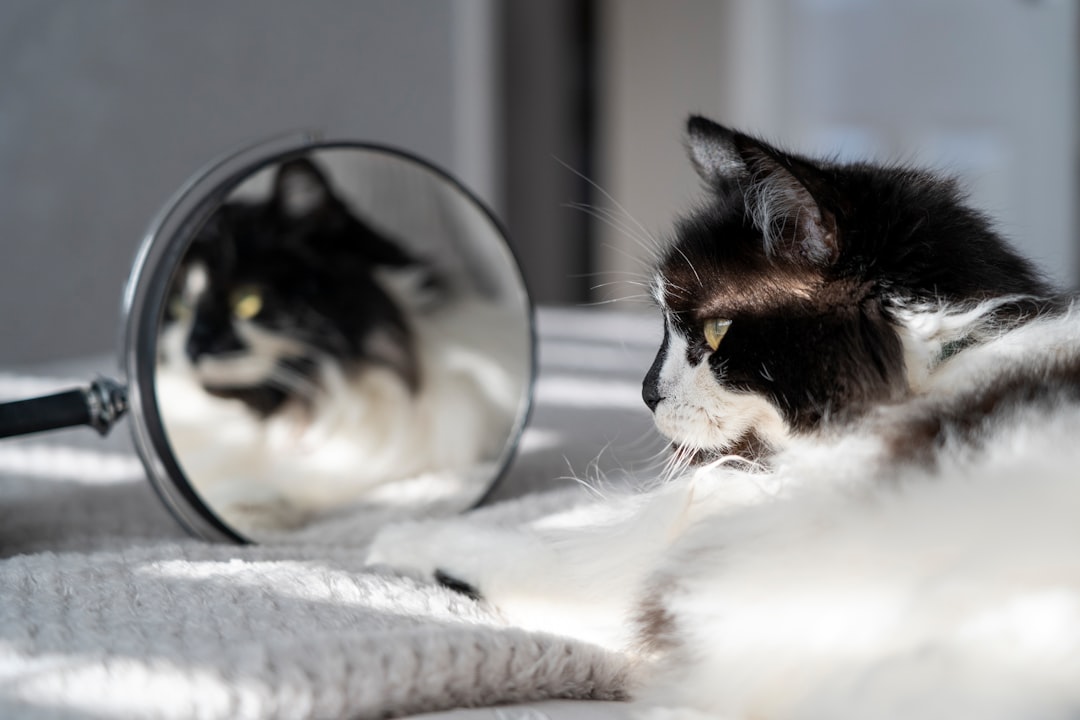 black and white cat lying on white textile