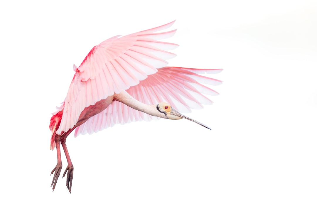  pink and white bird with white background flamingo