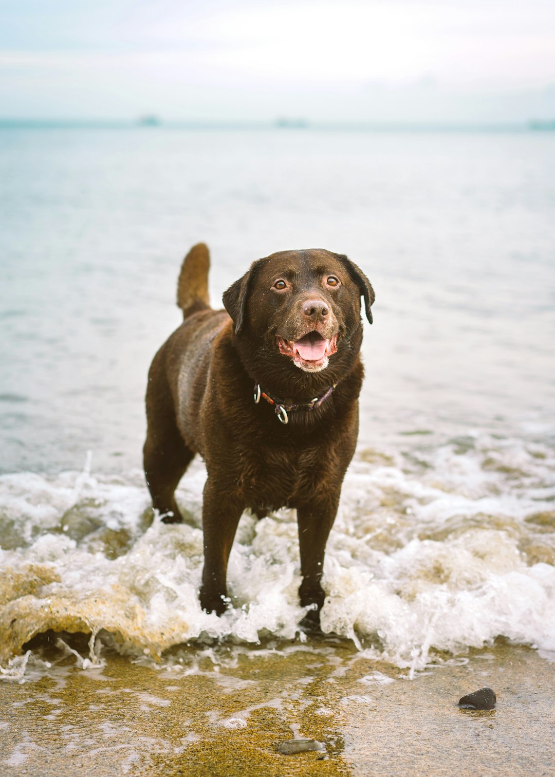 brown short coated dog on body of water during daytime