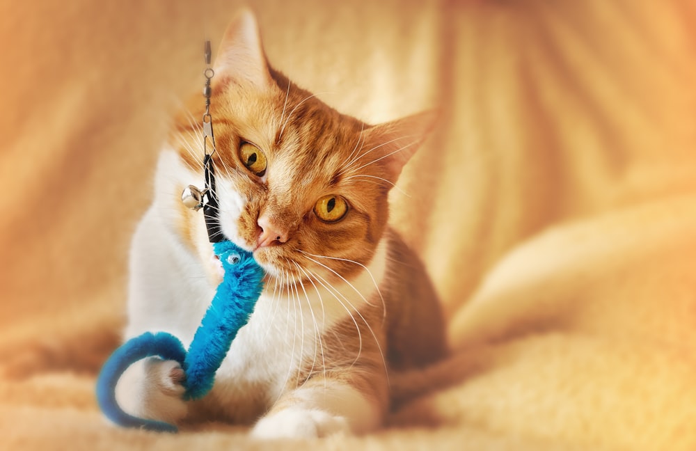 orange tabby cat on white textile