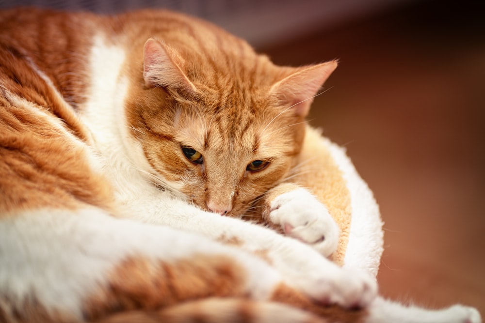 orange tabby cat lying on white textile