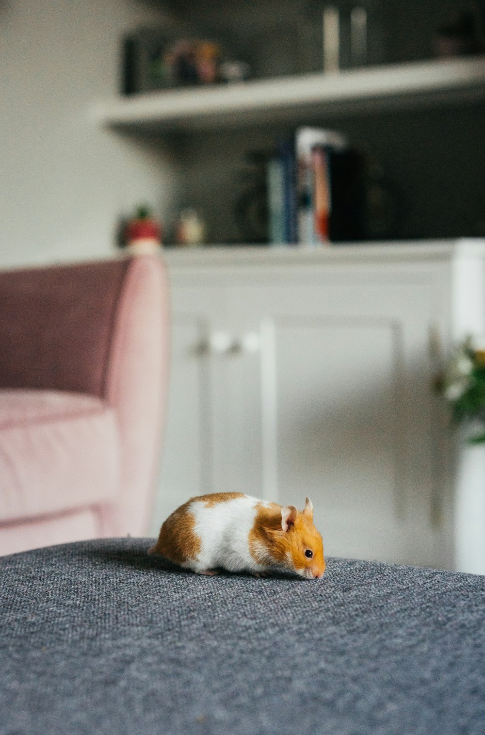 white and brown hamster on gray textile