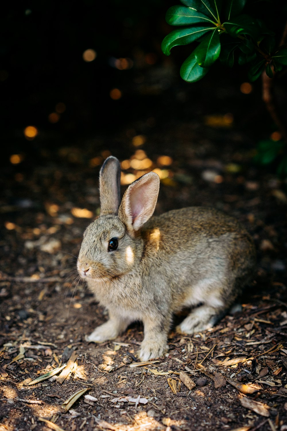 brown rabbit on black soil