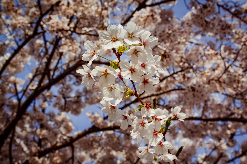 white cherry blossom tree during daytime