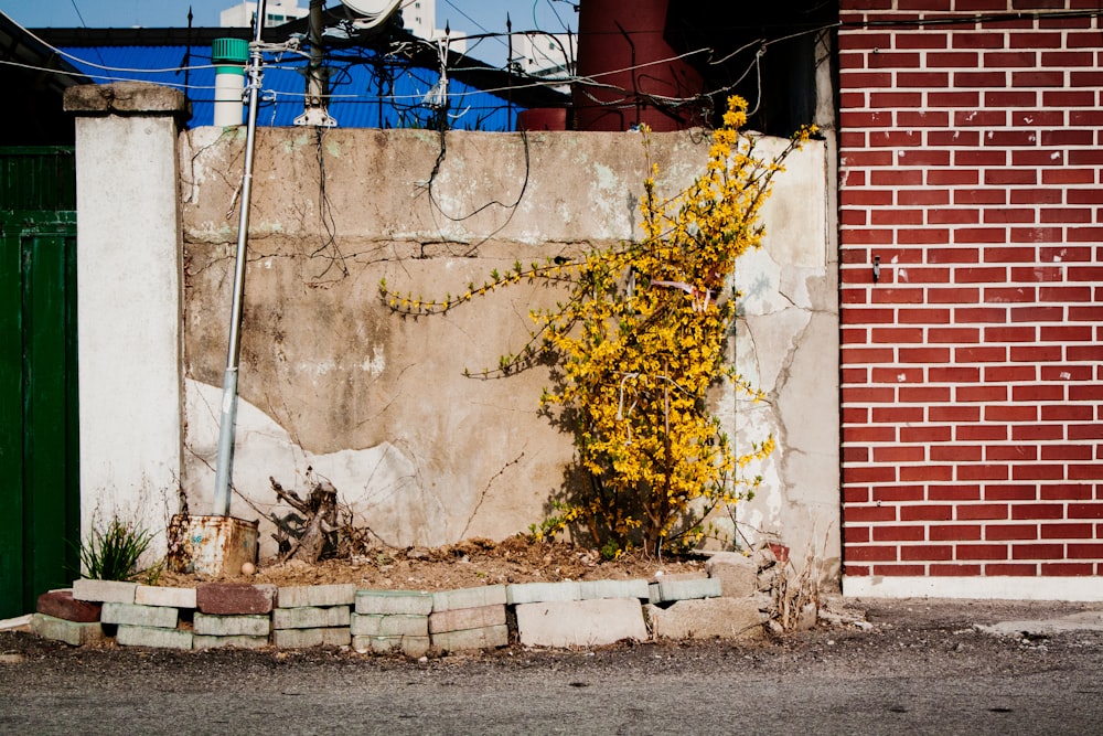 yellow and brown concrete wall