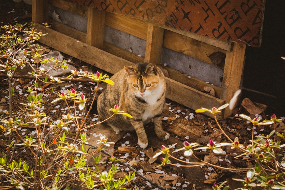 brown and white cat on brown leaves