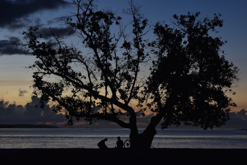 silhouette of tree near body of water during sunset