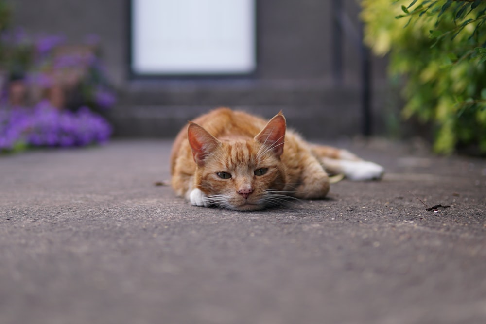 orange tabby cat lying on gray concrete floor