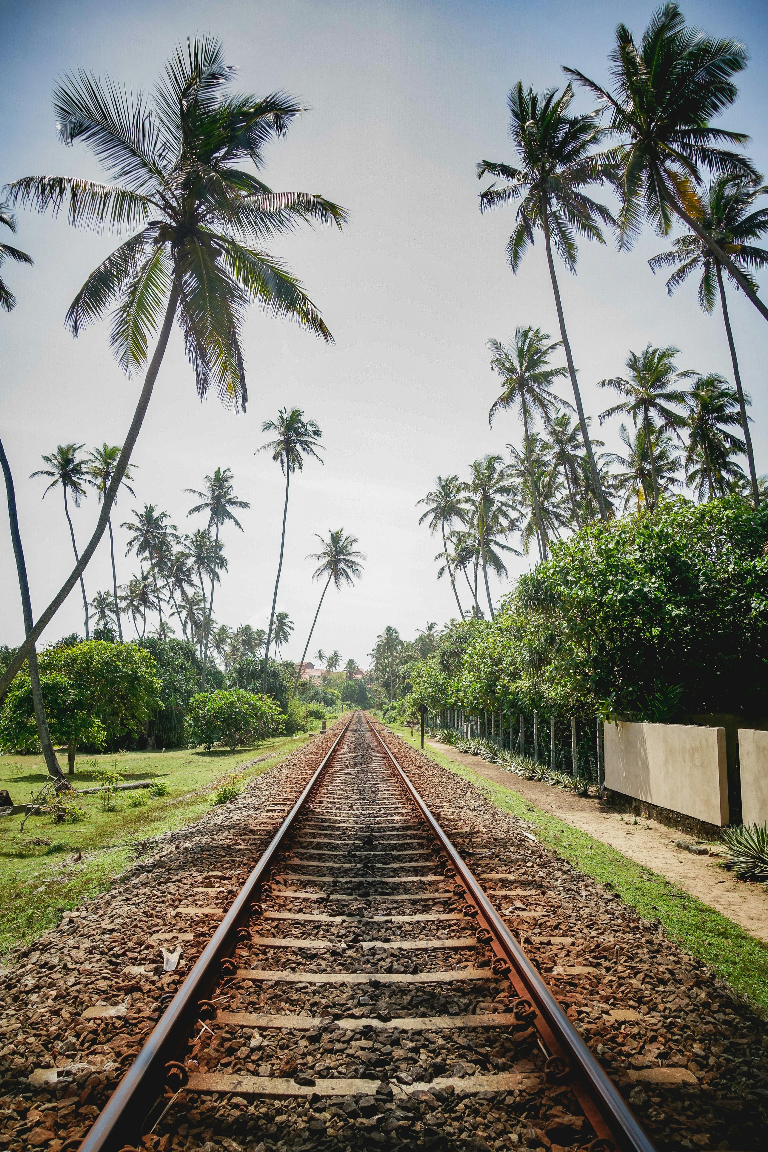 rail de train en métal brun entre les arbres verts pendant la journée