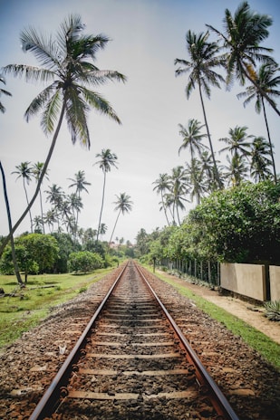 brown metal train rail between green trees during daytime