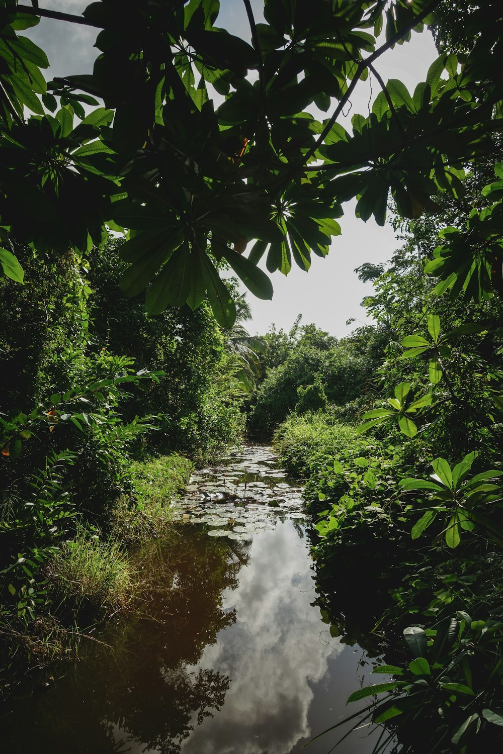 water falls in the middle of green trees