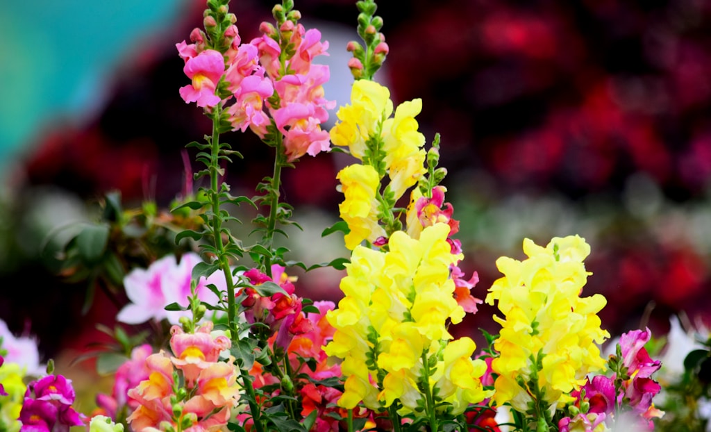 Floral Burst