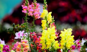Floral Burst