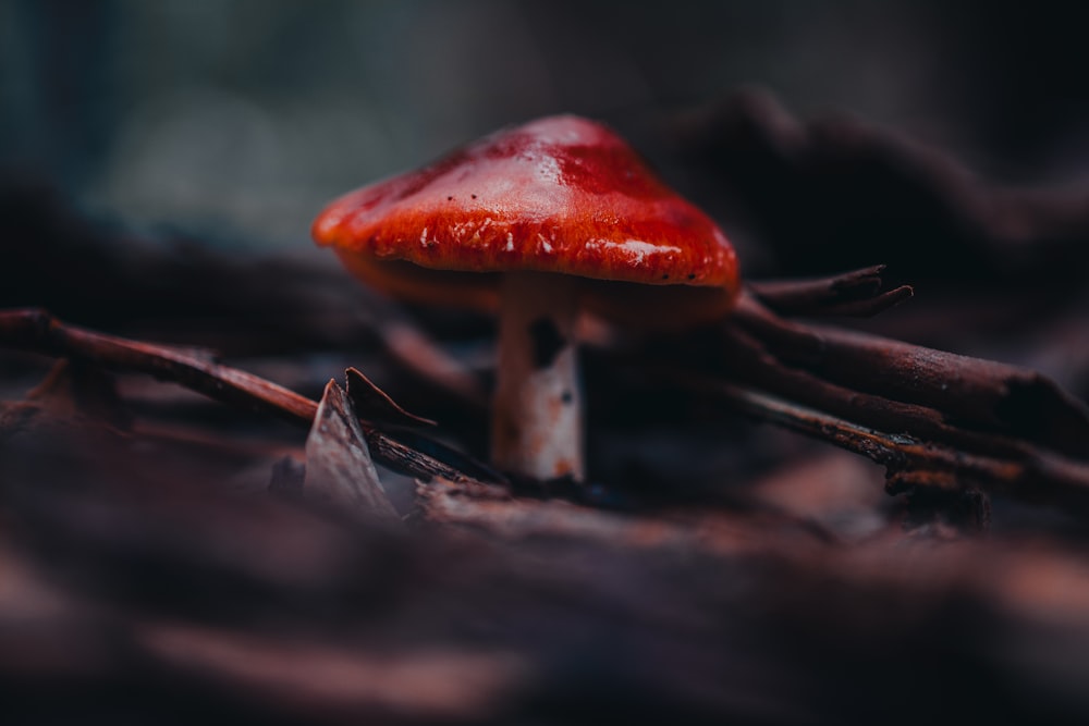 red and white mushroom in close up photography