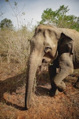 elephant walking on brown grass field during daytime