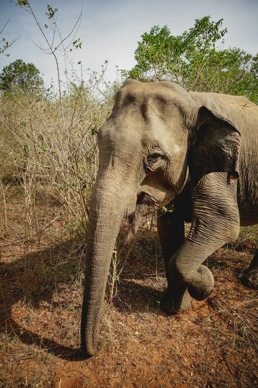 Wildlife photo spot Udawalawa Ella