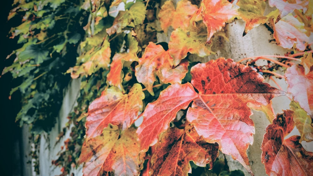 brown and green maple leaves